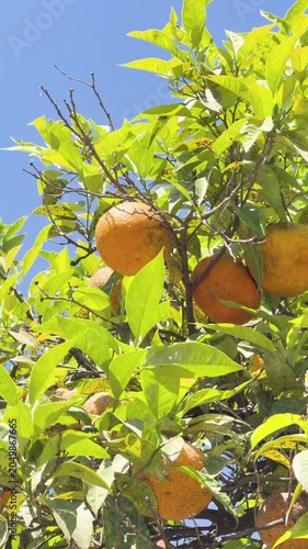 Bitter orange tree with ripe fruit on Palatine Hill gardens in Rome