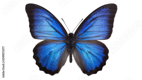 Bild auf Leinwand Vibrant blue morpho butterfly with intricate wing patterns, isolated on transpar