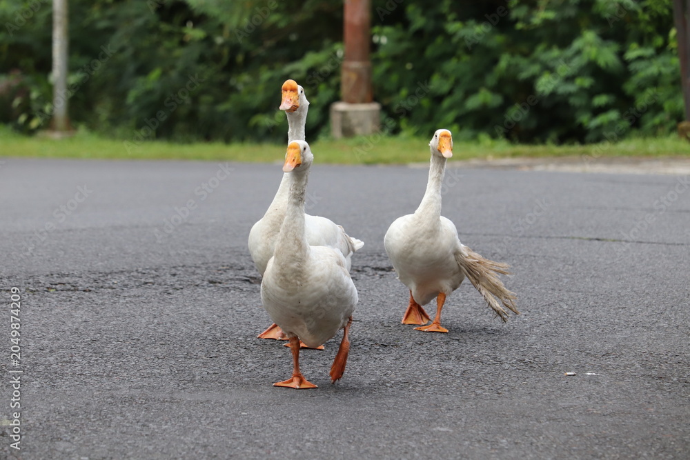 Fototapeta premium three white geese