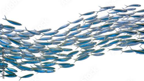 Cuadro en lienzo School of small silver fish swimming in unison, isolated on transparent backgrou