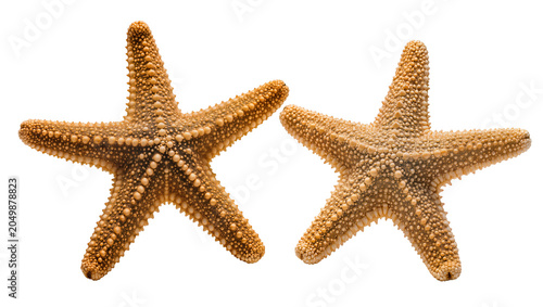 Slika na platnu Two textured brown starfish touching arms, isolated on transparent background
