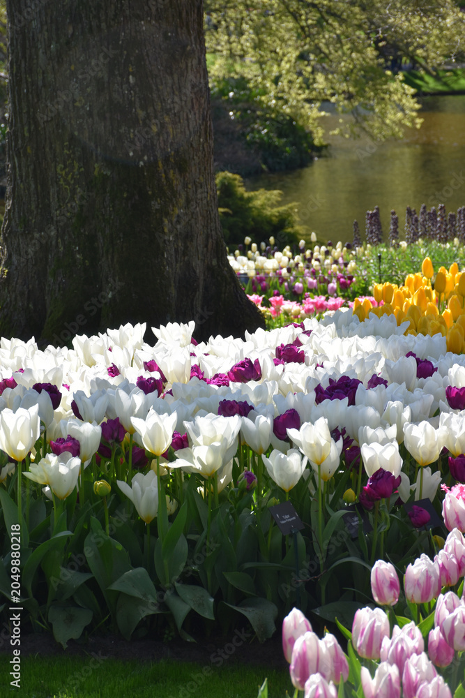 Fototapeta premium Tulips in bloom in the spring, Keukenhof, Lisse, Netherlands