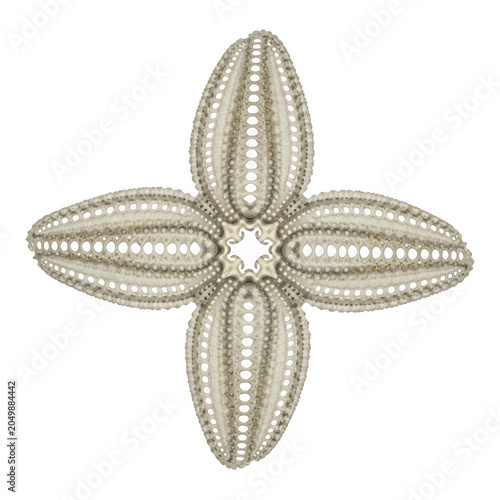 Minimalist geometric flower icon with petals design