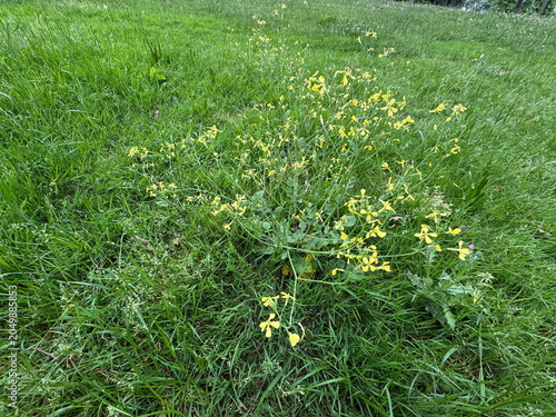 Konstfotografi Wild radish plant (Raphanus raphanistrum) with small yellow four-petal flowers blooming naturally in a vibrant, lush green grass field during springtime, captured in a bright outdoor scenic shot