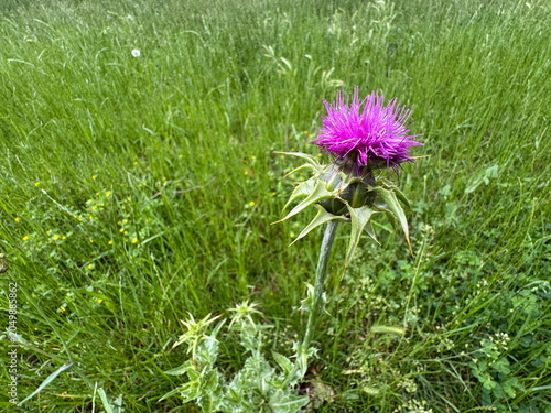 Фотография Vibrant purple Milk Thistle flower (Silybum marianum) with sharp green thorny bracts blooming beautifully in a lush, dense green grass field meadow, captured in a highly detailed close-up shot