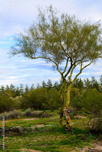 Palo Verde Tree, Sonora Desert, Mid Winter