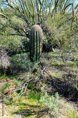 Saguaro Cactus Sonora desert Arizona