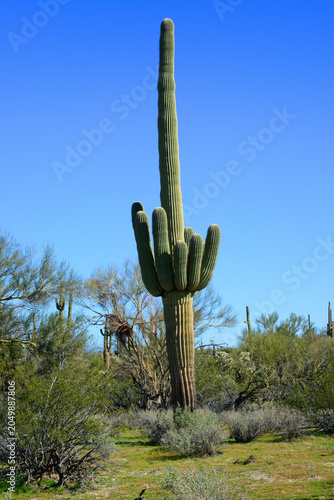Old Saguaro Cactus Sonora desert Arizona
