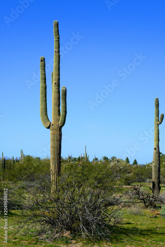 Old Saguaro Cactus Sonora desert Arizona