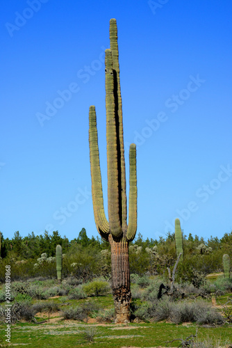 Old Saguaro Cactus Sonora desert Arizona