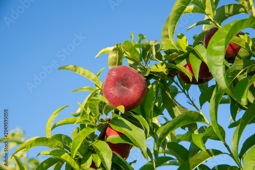 Canvastavla Photography of the much-loved flat peach in the garden, in a basket and in the studio