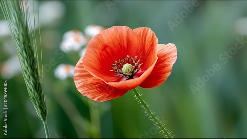 Beautiful orange poppy flower in a green field with white daisies in late spring