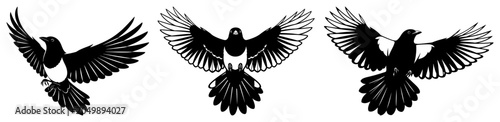 Photos Magpie birds in flight with spread wings in graphic silhouette style