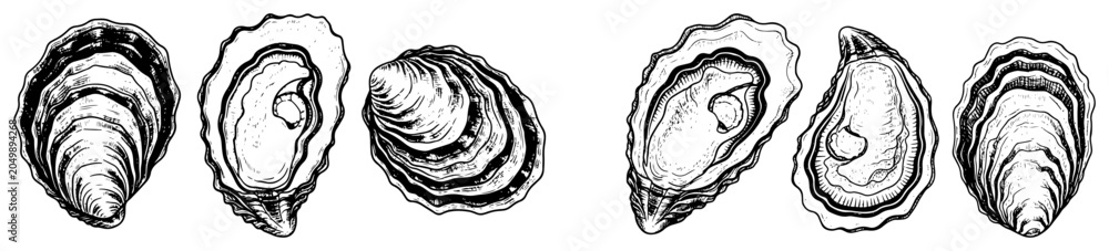 Fototapeta premium Oyster shellfish with open and closed shells in detailed vintage engraving style