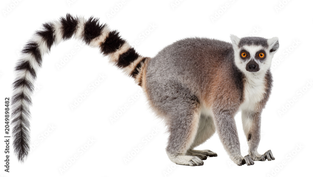Fototapeta premium Ring-tailed lemur with striped tail, isolated on transparent background