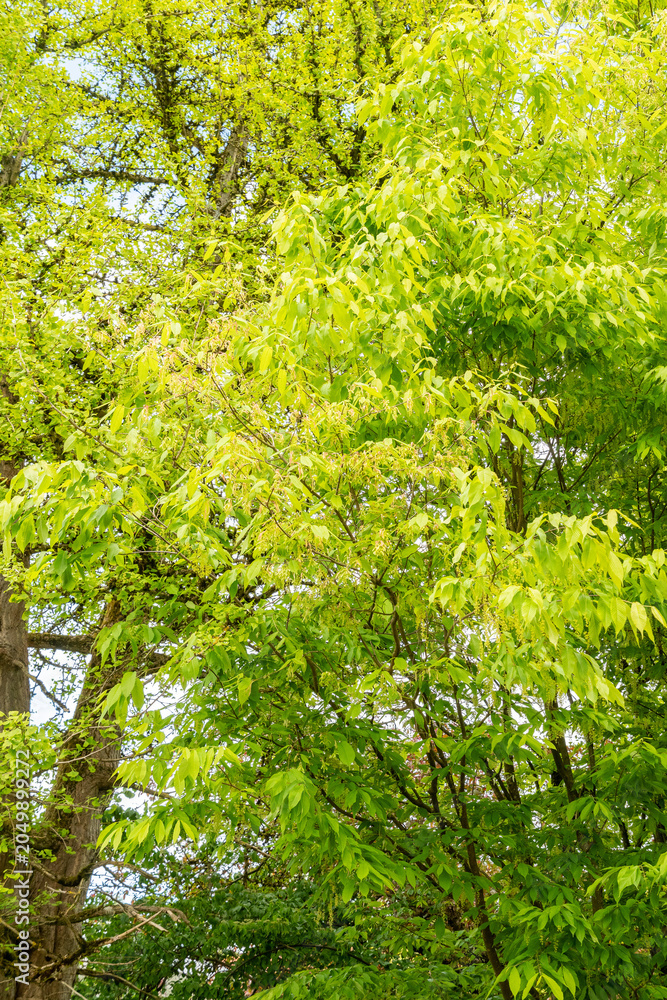 Fototapeta premium Hornbeam maple or Acer Carpinifolium plant in Saint Gallen in Switzerland 7.5.2026