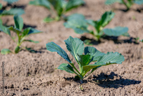 Foto Selective focus of young cabbage plant in field, Cabbage comprising several cultivars of Brassica oleracea is a leafy green biennial plant grown as an annual vegetable crop for its dense-leaved heads