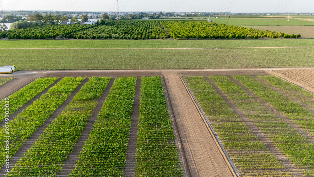 Obraz premium Agricultural research farm developing new crops in Coria del Rio