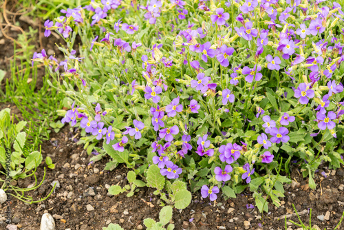 Purple rock cress or Aubrieta Deltoidea plant in Saint Gallen in Switzerland 7.5.2026