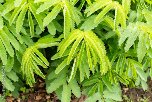 Tableau sur toile Fragrant agrimony or Agrimonia Procera plant in Saint Gallen in Switzerland 7