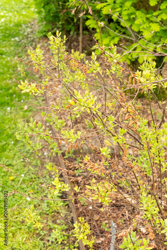 Fotografía Dutch myrtle or Myrica Gale plant in Saint Gallen in Switzerland 7