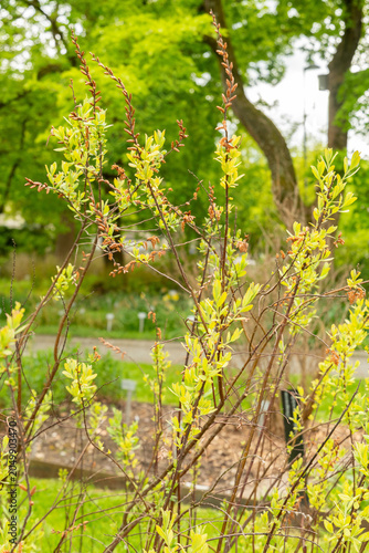 Fotografía Dutch myrtle or Myrica Gale plant in Saint Gallen in Switzerland 7