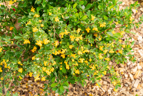 Canvastavla Magellan barberry or Berberis Buxifolia Nana plant in Saint Gallen in Switzerland 7