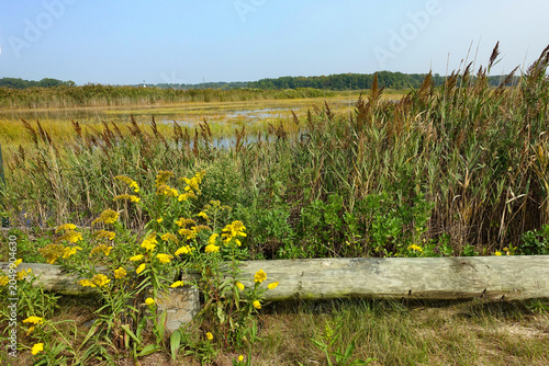Coastal wetland habitat and marsh grass in the New England town of Guilford, Connecticut (CT)