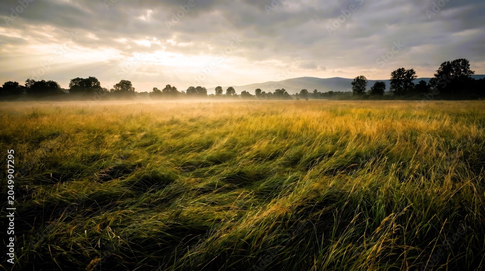 Fototapeta premium A vast golden meadow features tall swaying grass blades illuminated by soft morning sunlight during a serene and misty sunrise