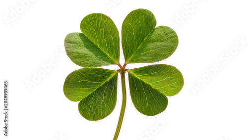 Cuadro en lienzo Vibrant green four-leaf clover with detailed veins, isolated on transparent back