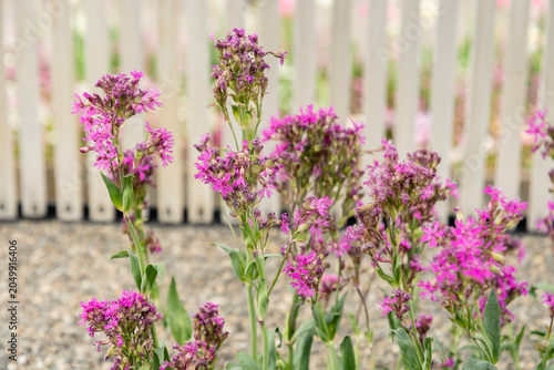 Red alpine catchfly or Silene Suecica plant in Saint Gallen in Switzerland 7.5.2026