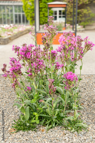 Red alpine catchfly or Silene Suecica plant in Saint Gallen in Switzerland 7.5.2026