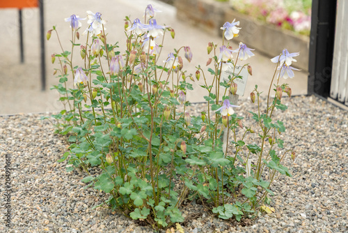Amalias columbine or Aquilegia Amaliae plant in Saint Gallen in Switzerland 7.5.2026