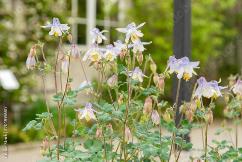 Amalias columbine or Aquilegia Amaliae plant in Saint Gallen in Switzerland 7.5.2026