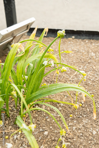Few flowered garlic or Allium Paradoxum plant in Saint Gallen in Switzerland 7.5.2026