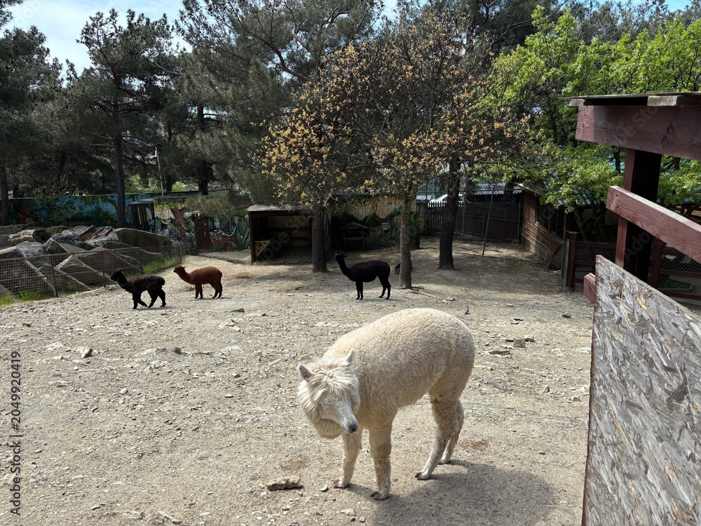 Naklejka premium A white alpaca stands in a gravel area with three black and brown alpacas in the background. Trees surround the scene, creating a natural setting.