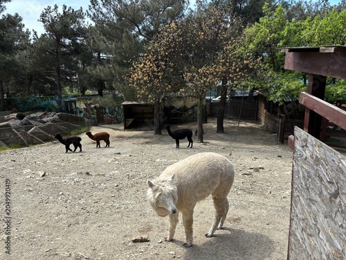 A white alpaca stands in a gravel area with three black and brown alpacas in the background. Trees surround the scene, creating a natural setting.