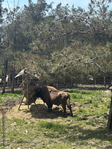 A large brown bison grazes in a green pasture surrounded by trees. The scene captures the essence of wildlife in a natural setting.