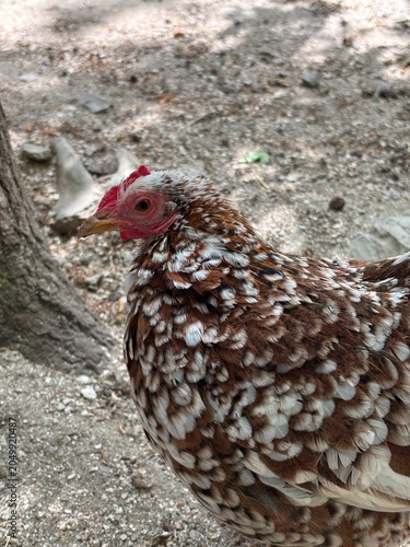 A close-up of a speckled brown and white chicken with a red comb and wattles. The background features a natural setting with dirt and tree roots.