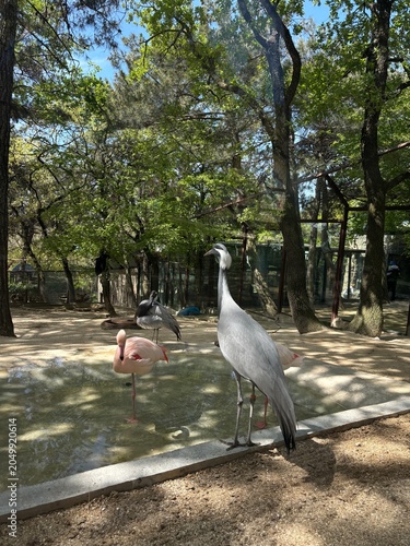 A grey crane stands near a pond in a forested area. A pink flamingo is visible in the water. The scene is surrounded by green trees and natural light.