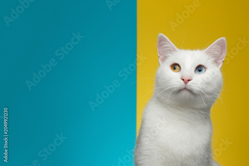 Quadro su tela Portrait of funny white cat with odd eyes curious looking up on bright Blue and