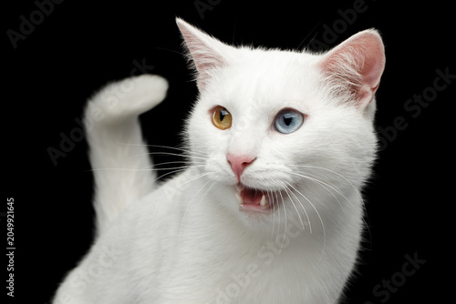 Foto Portrait of Pure White Cat with odd eyes and tail, meowing on Isolated Black Bac