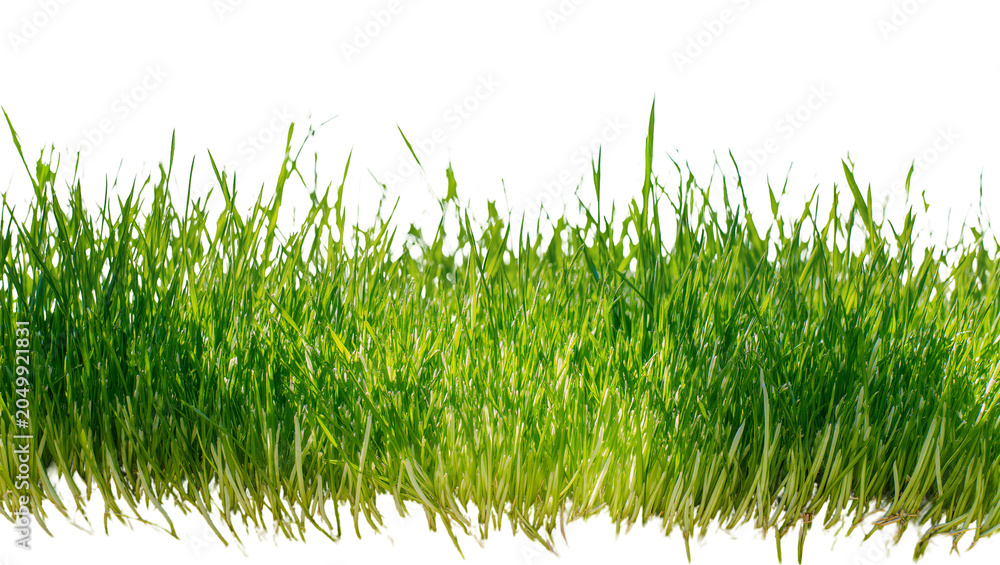 Fototapeta premium Vibrant green grass blades with dew drops, isolated on transparent background