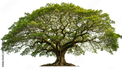 Foto Massive ancient oak tree with sprawling branches and lush green foliage, isolate