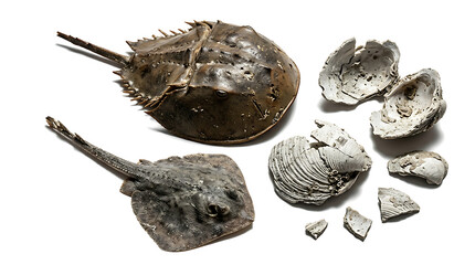 Isolated fossilized ancient sea life including horseshoe crab and shells