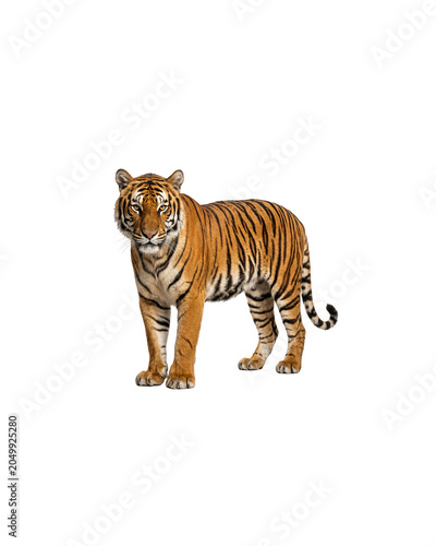 Tiger Isolated on Transparent Background PNG – Wild Big Cat Portrait Cutout Wildlife Jungle Animal Illustration