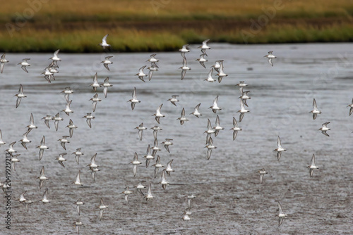 Fotografie Dunlin Flock in Flight Over Estuary