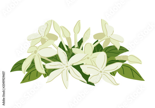 Fotografie Vector image of jasmine flowers