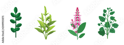 Collection of Realistic wood betony plant illustrations set, Clean vector set ideal for packaging, label, and product design, Vector illustration of vector design, A Realistic simple illustration