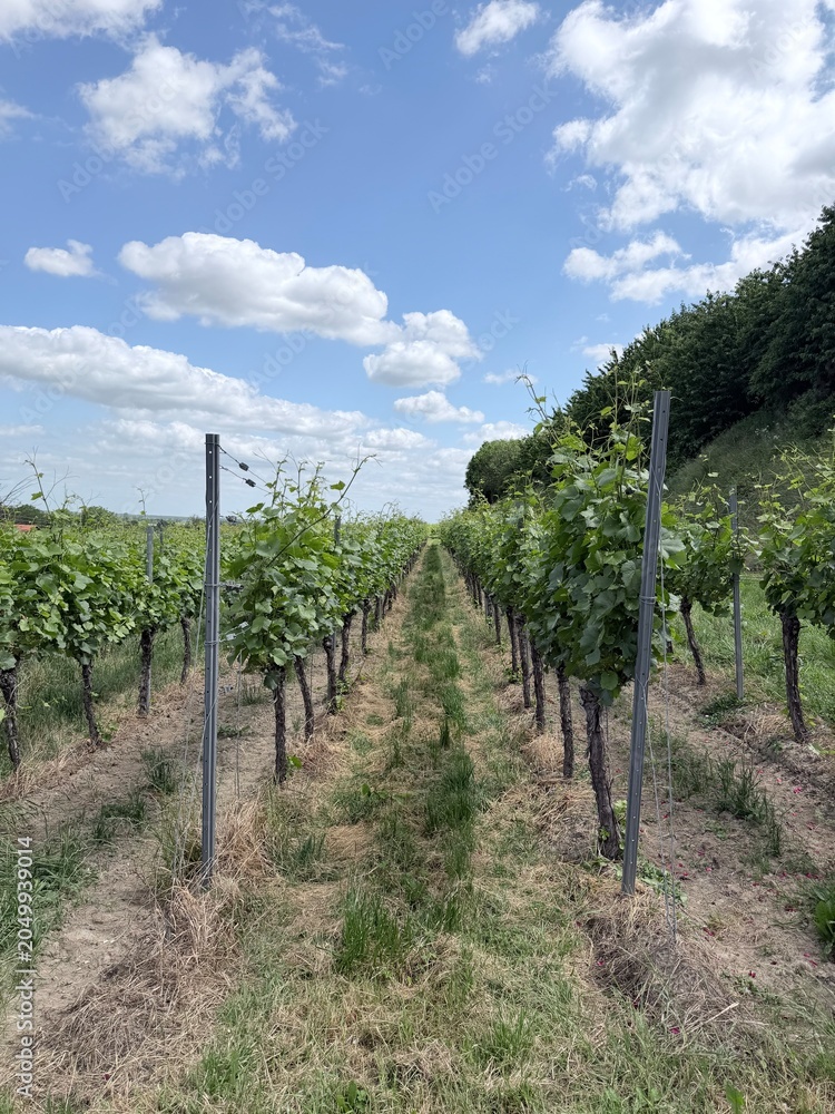 Fototapeta premium Symmetrical rows of green grapevines with trellis system in a vineyard under a beautiful cloudy summer sky